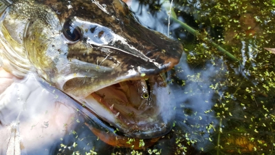 Никарагуанеца и щуките!